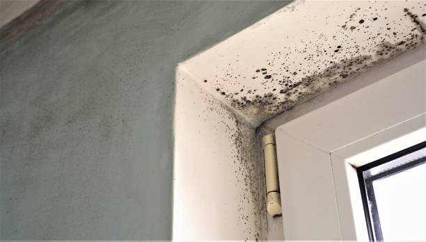 Best Attic Mold Removal  in Buffalo, WY