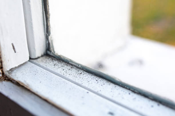 Best Attic Mold Removal  in Buffalo, WY