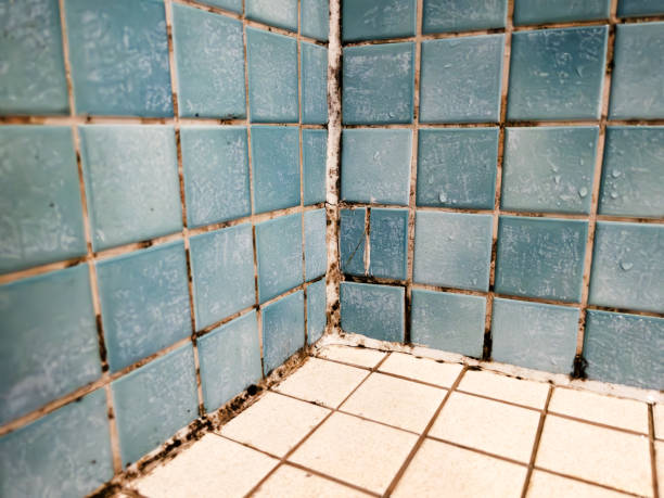Best Asbestos and Lead Testing During Mold Inspection  in Buffalo, WY