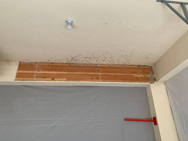 Best Dehumidification Services  in Buffalo, WY