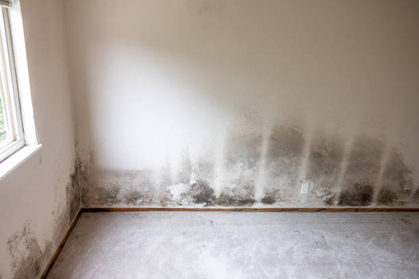 Professional Mold Removal in Buffalo, WY