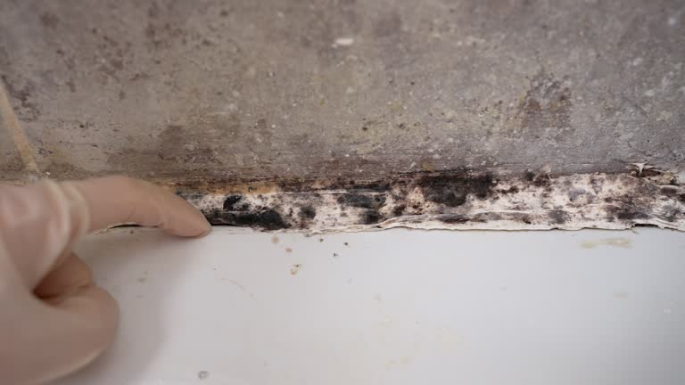 Best Black Mold Removal  in Buffalo, WY